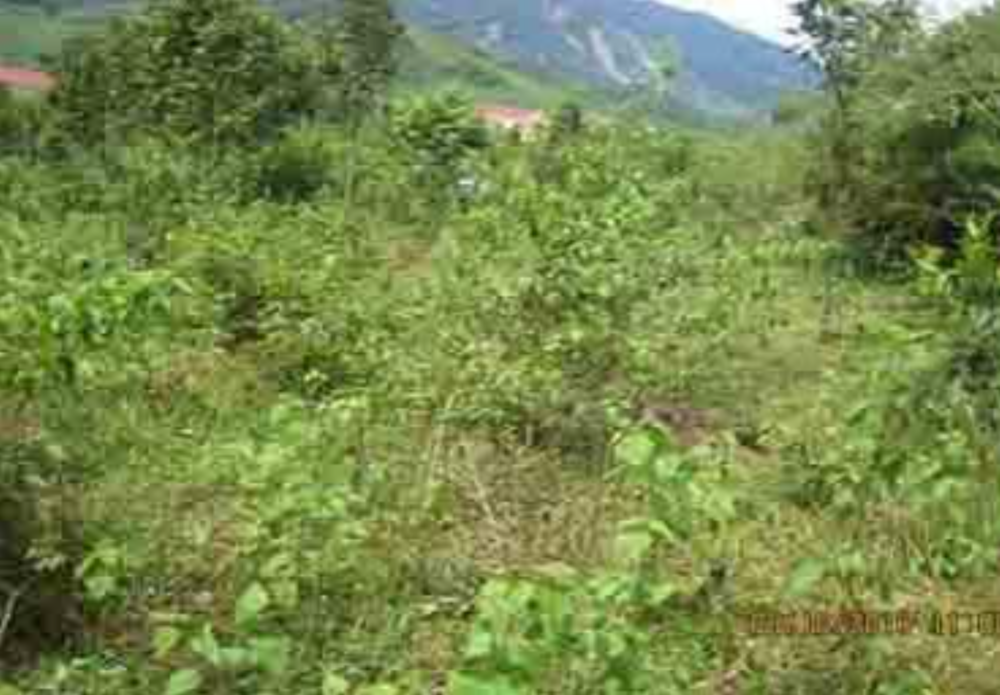 A dense green field with various plants and bushes, set against a backdrop of hills and a cloudy sky.